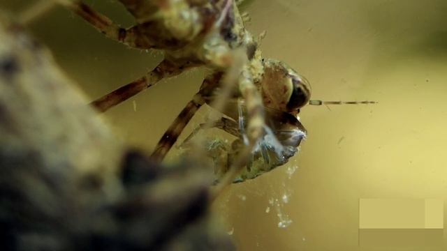 Чужой из фильма Чужой в нашей жизни. Личинка стрекозы