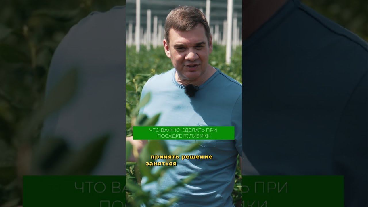 Прибыльный бизнес на голубике: подробности в полном выпуске на канале! #голубика #ягоды #бизнес