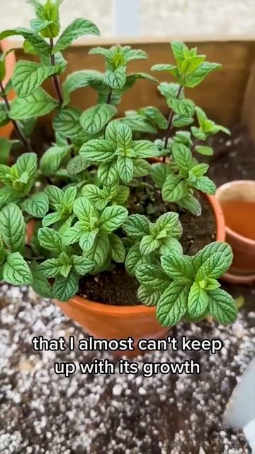 3 вида зелени, которые легко вырастить на подоконнике! 🌿