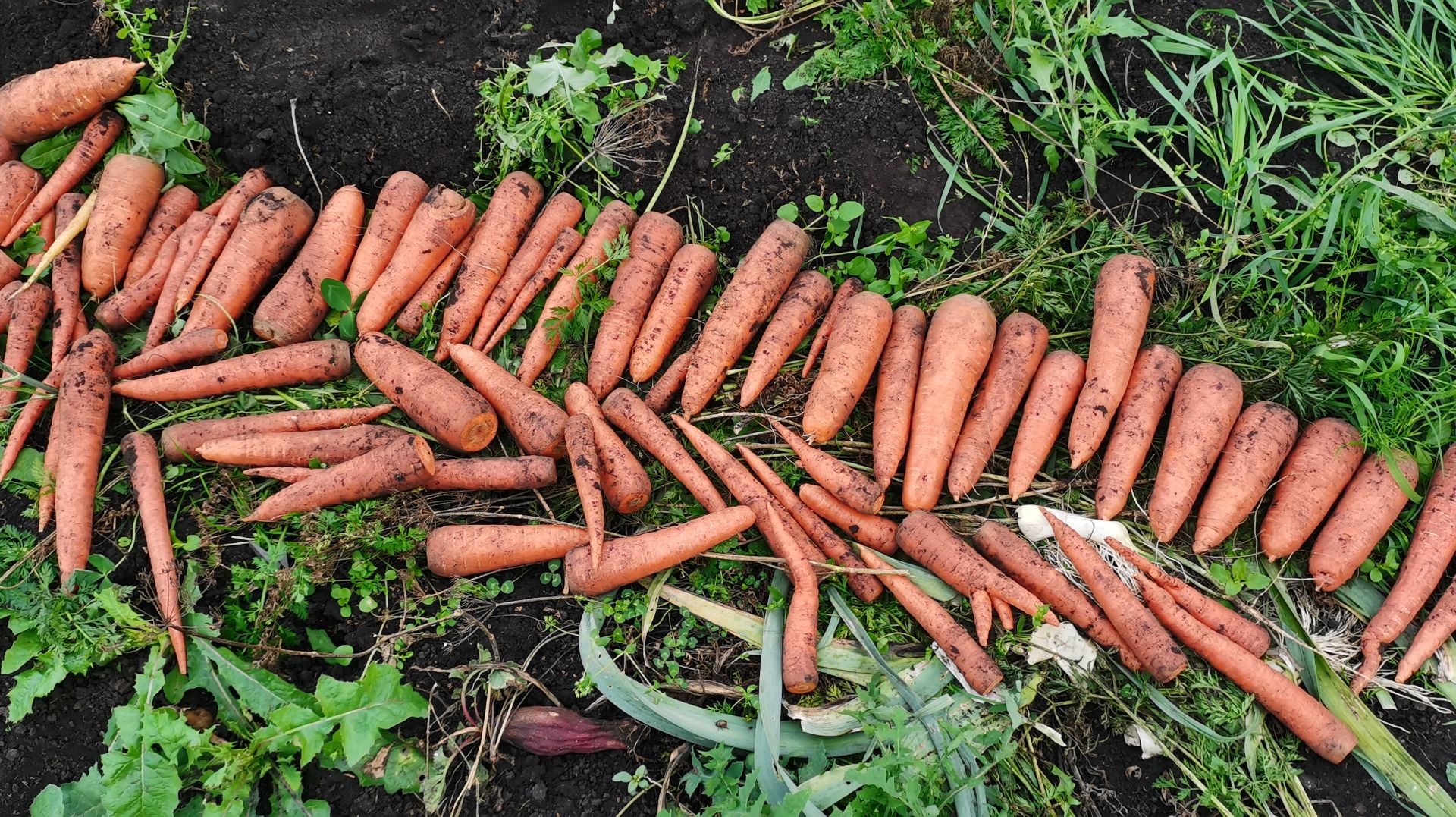 Огород радует урожаем моркови и свеклы 22 сентября выкапываю клубни мирабилиса.