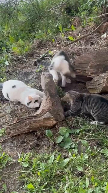 Котятки веселятся
