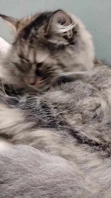 #котоприколы #про кошек #юмор #мойдодыр