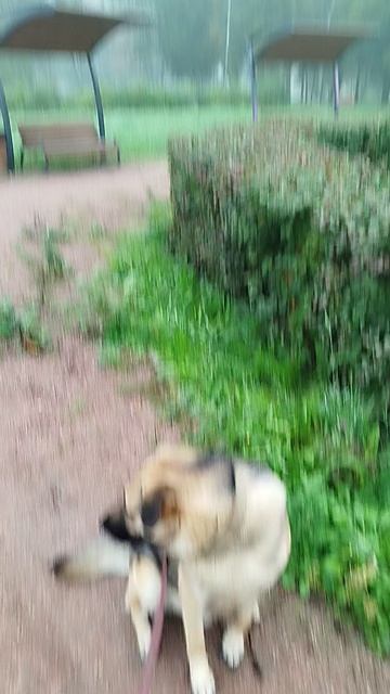 погода из Санкт-Петербурга