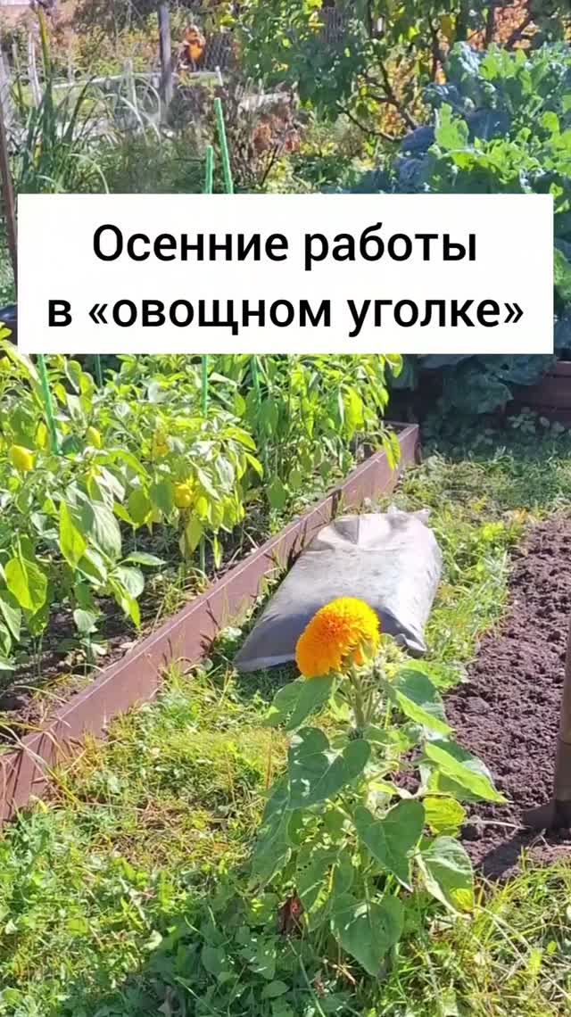 Дневники сезонов // 2023 – 2026