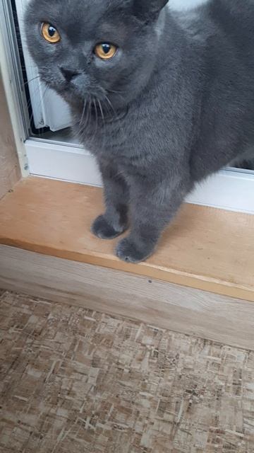 Коты