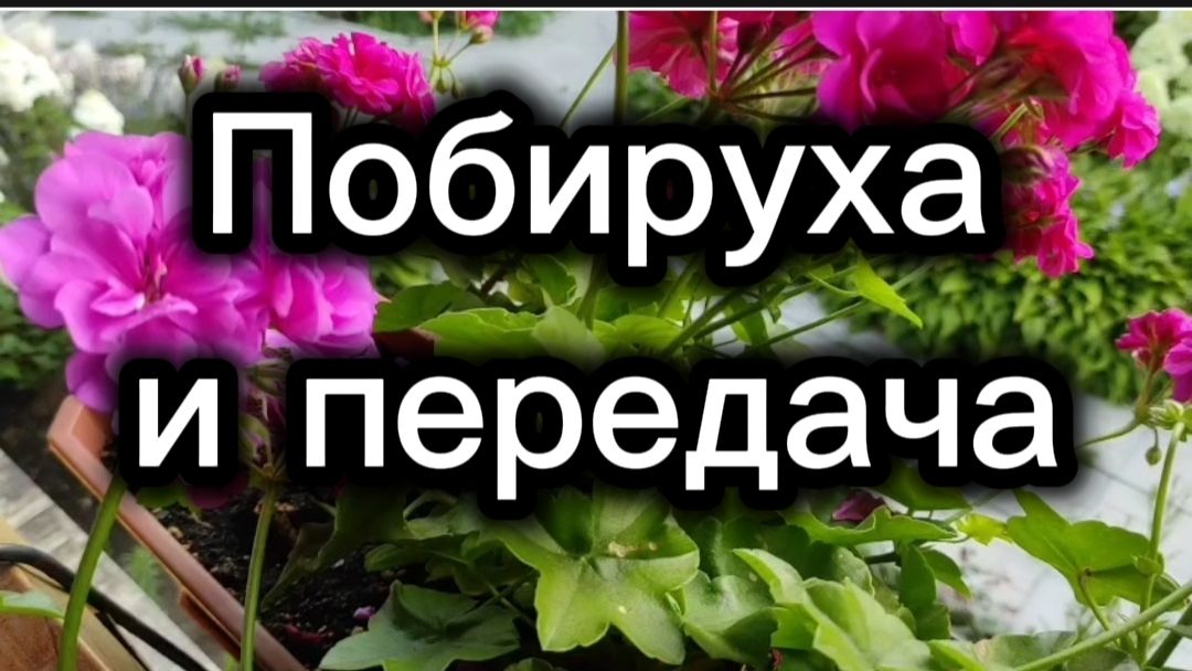 Побируха и передача.