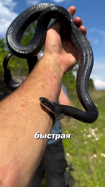Чёрная мамба VS питон — кто опаснее? Продолжение в описании