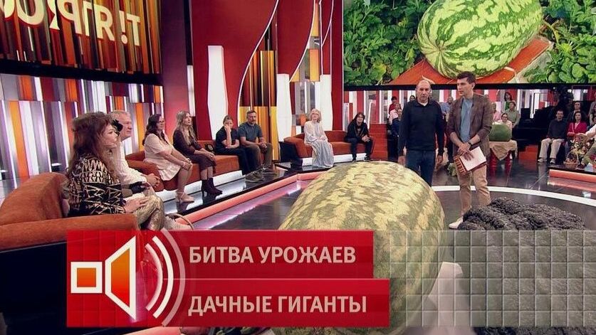 Пусть говорят. Битва урожаев. Выпуск от 21 сентября 2026. Обзор