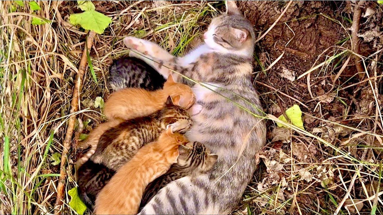 Вы только посмотрите КАКАЯ ПРЕЛЕСТЬ, котята и львята вместе❤️❤️❤️