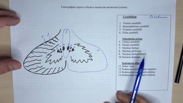 Топография серого и белого вещества мозжечка