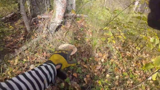 Деревня в лесу монеты есть ,железо тоже
