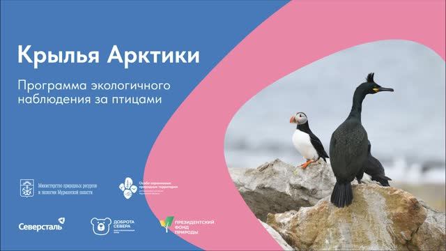 Проект ″Крылья Арктики″ по экологичному наблюдению за птицами