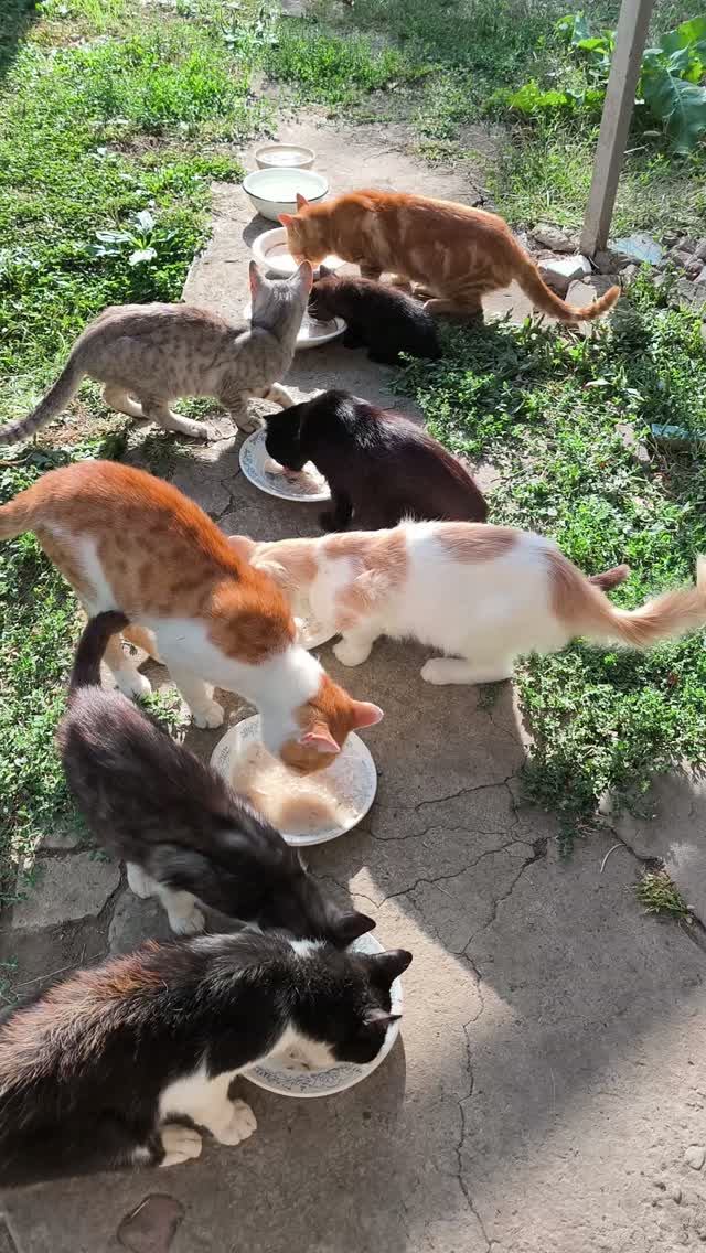 17 сентября😺🐱😺