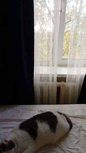 Котик улегся спать на кровать, 22 сентября 2026.