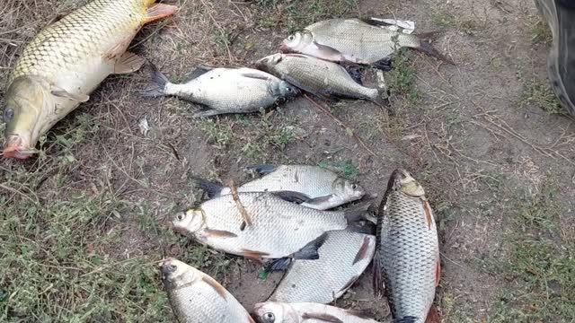 Рыбалка до сброса воды на Северском Донце.