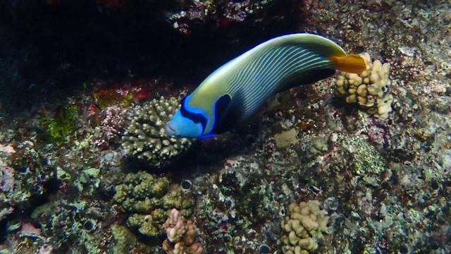 Beach safari nubian resort, Марса-эль-Алам  сентябрь 2026