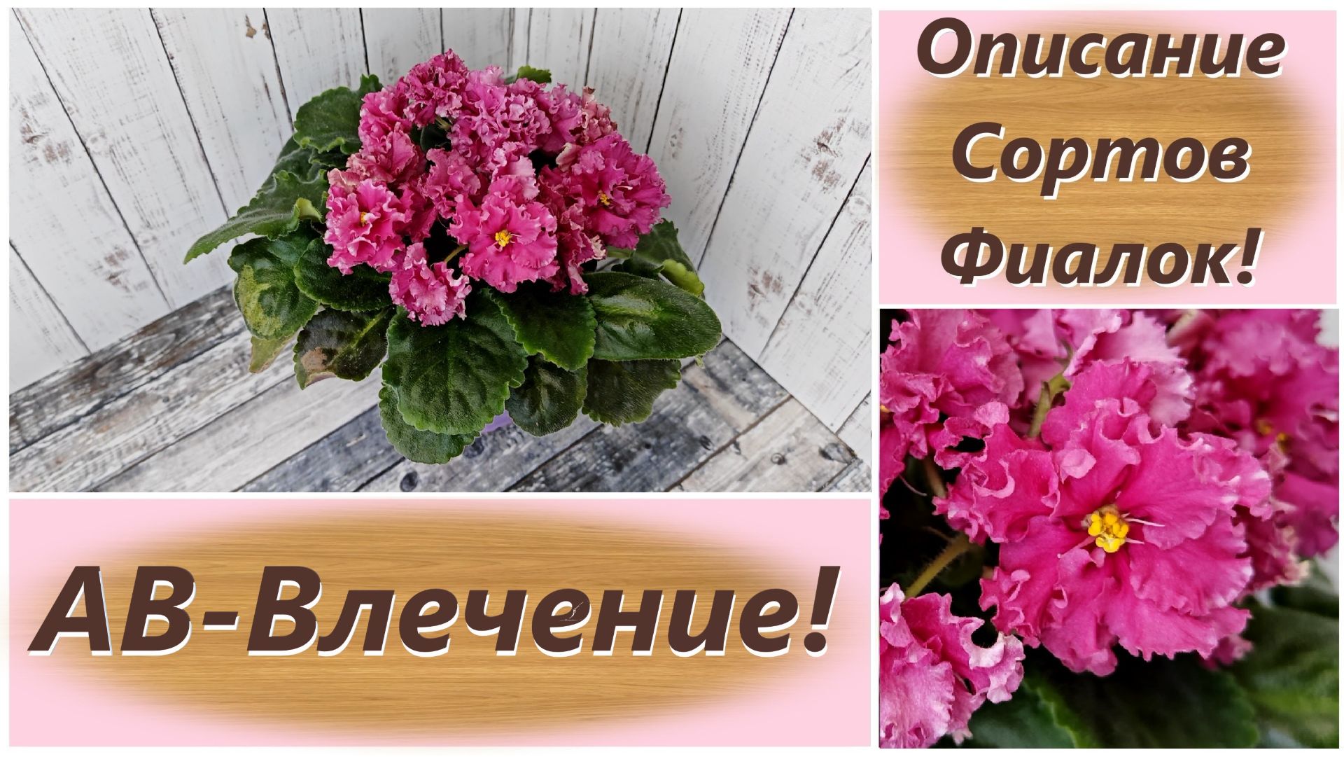 Описание Сортов Фиалок! АВ-Влечение!