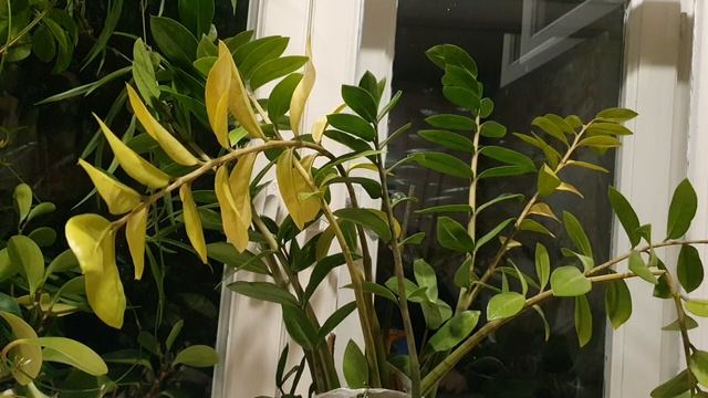 Любил ли я кого-нибудь...
