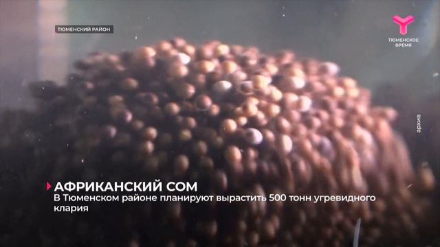 Пышма-96