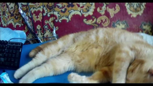 Отдых с с котом Дневной СОН нашего прекрасного Кота Кот прикрыл лапкой свои глаза