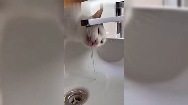Кот ,который умеет сам открывать кран и закрывать.