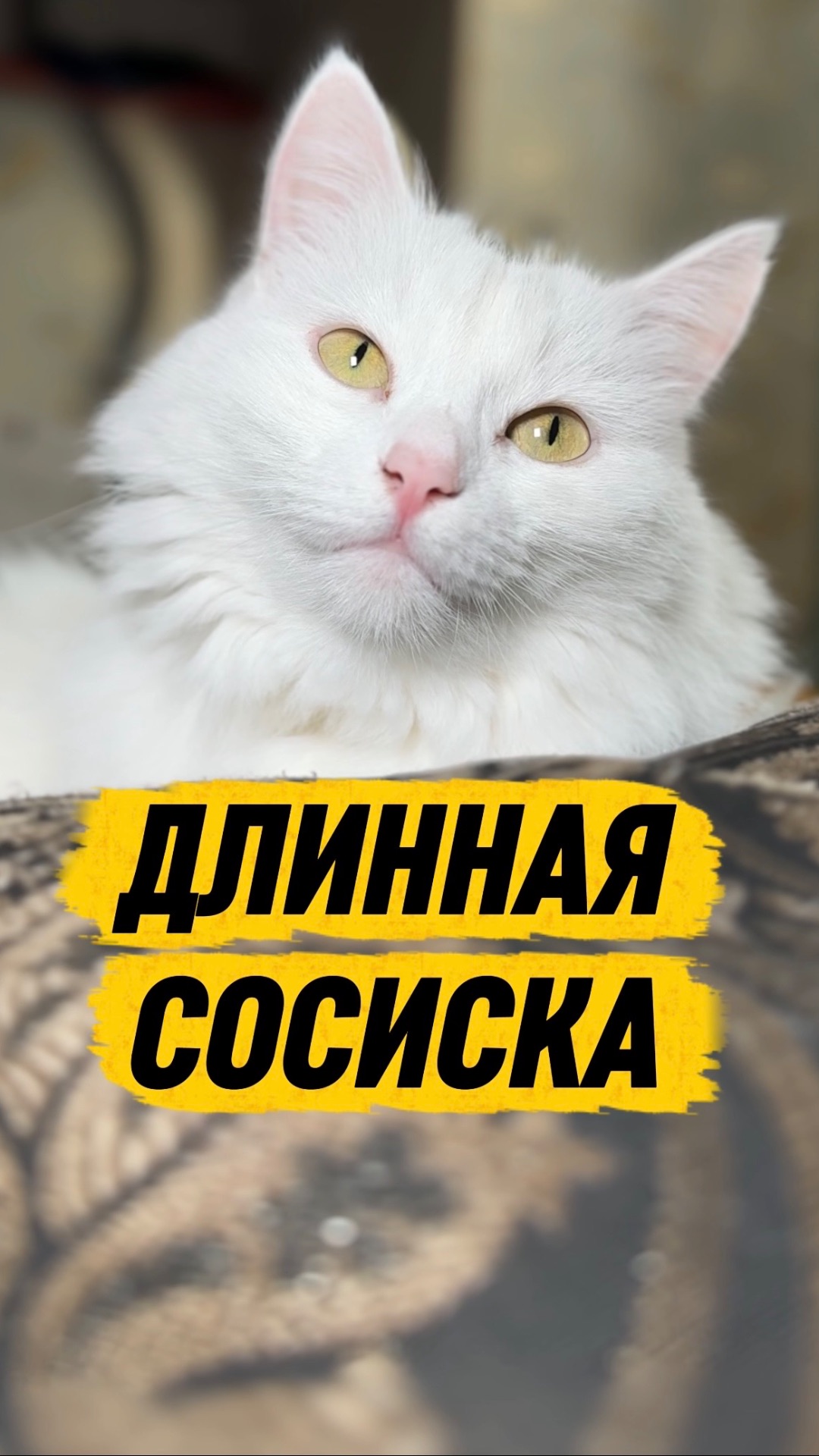 ЭТО САМАЯ ДЛИННАЯ СОСИСКА В МИРЕ #кот #кошка #котики #животные #прикол #юмор