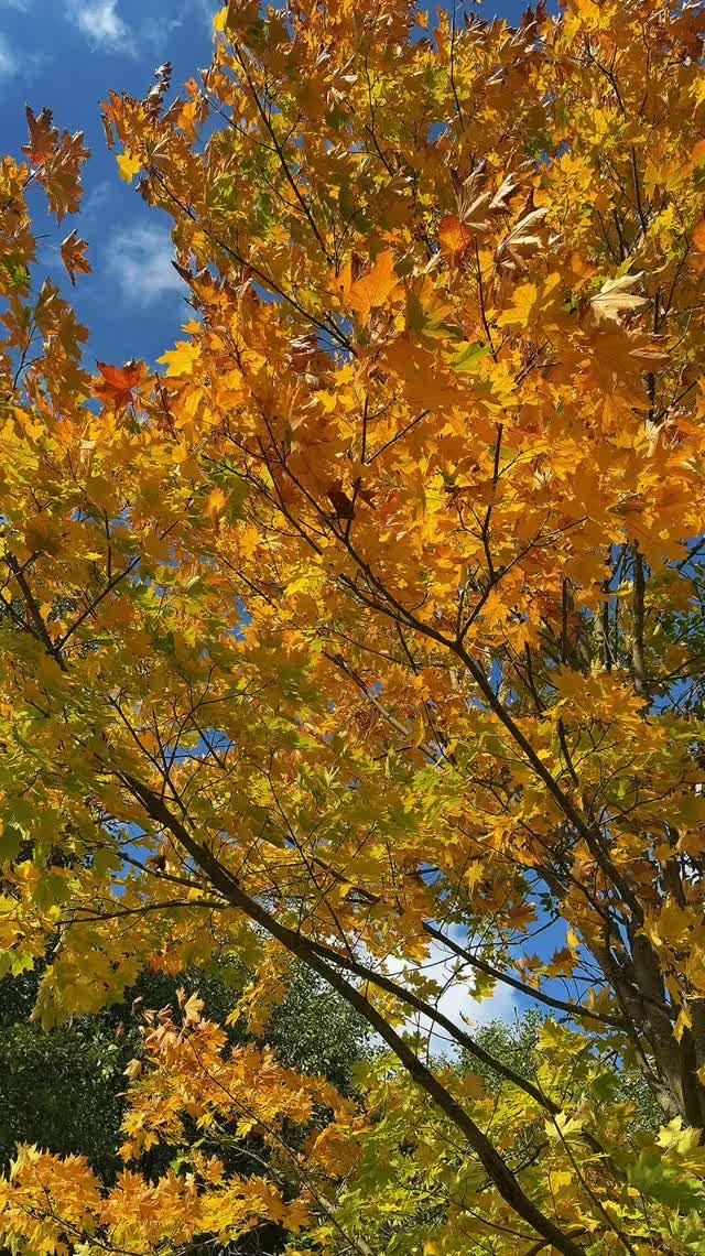 Осень 🍂 в России