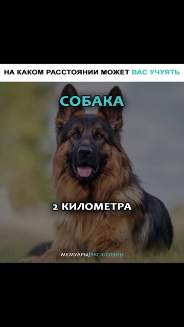 На каком расстяонии вас можно учуять