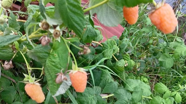 Малина набрала силу. Улитки 🐌тут как тут.
