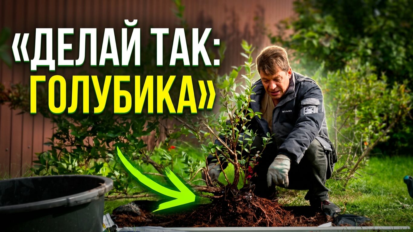 Голубика в тяжелой глине: пересаживаю правильно — торф, сера, микориза