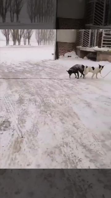 живой шлагбаум