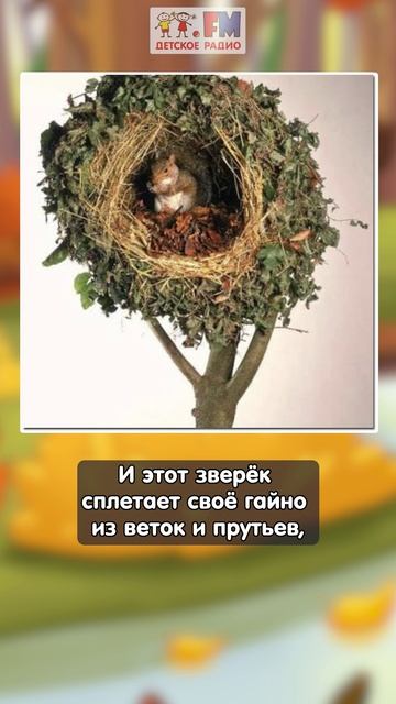 Где живут белки? #детскоерадио #белки #гайно