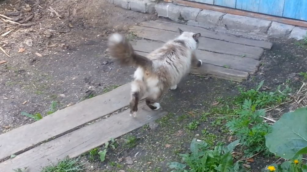 Животные