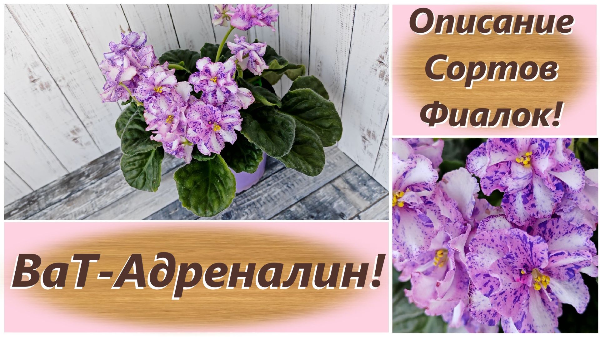 Описание Сортов Фиалок! ВаТ-Адреналин!