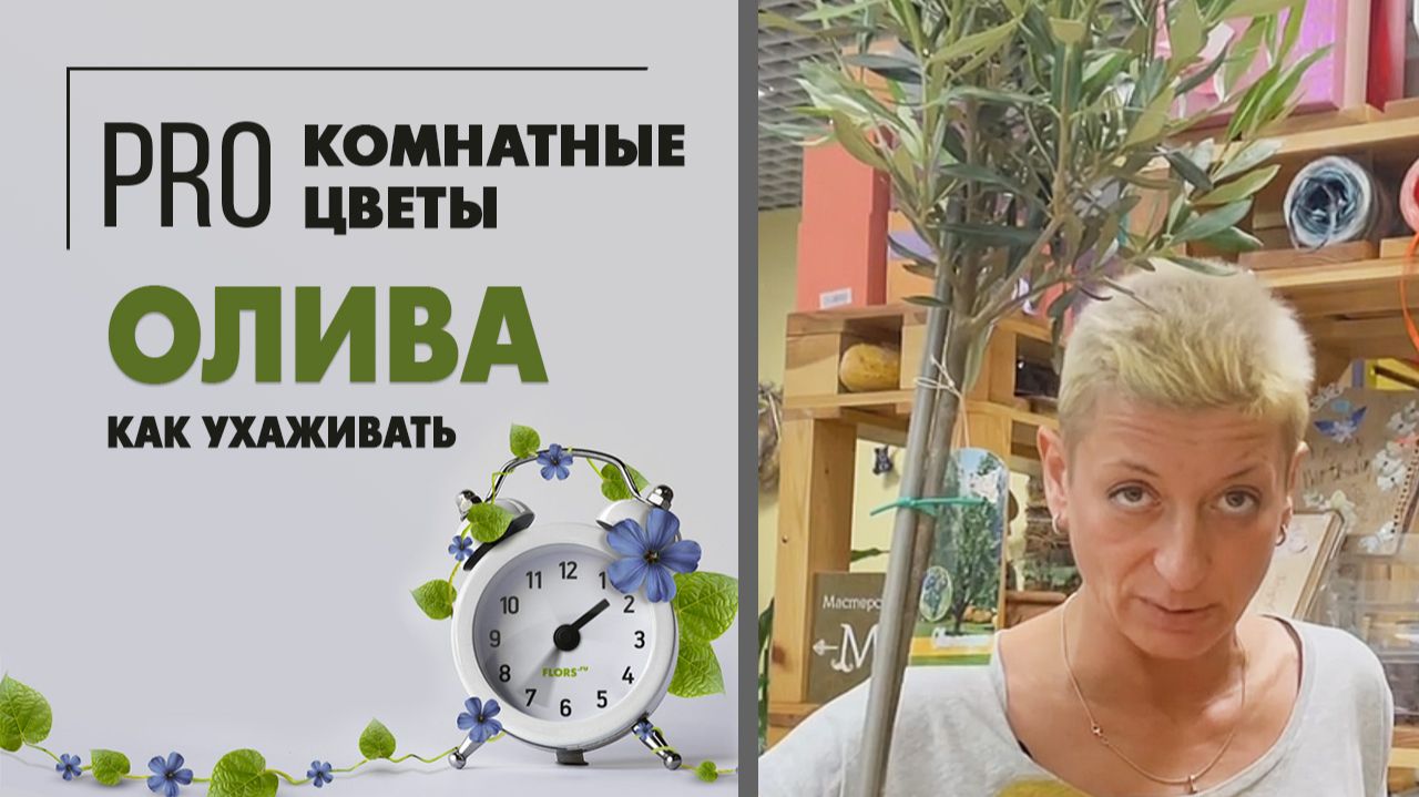 Комнатное растение Оливковое дерево. Олива европейская: как правильно ухаживать и делать обрезку