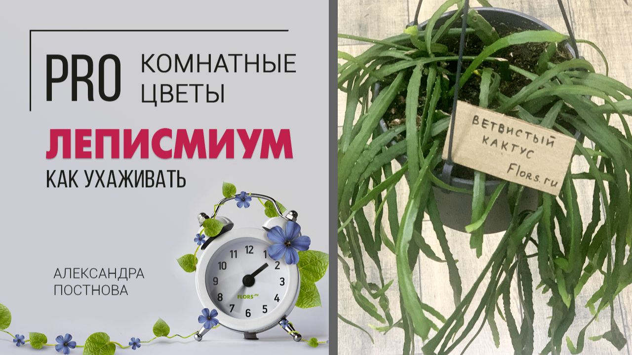 Леписмиум - кактус или нет? Шикарное неприхотливое комнатное ампельное растение для южного окна.