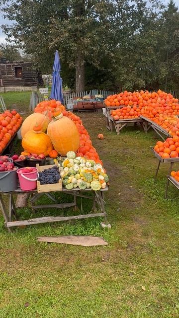 Урожай тыквы - Калужская область д. Каменка