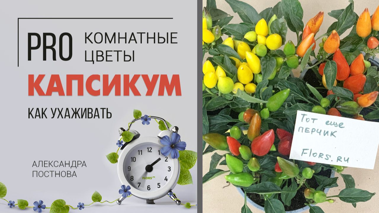 Перец - какие виды выращивают дома, почему его называют капсикум и можно ли его есть?