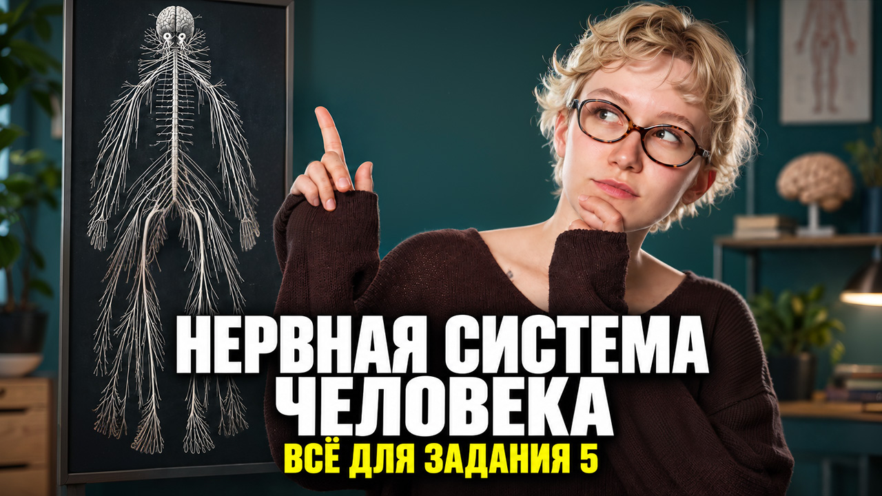 5 ЗАДАНИЕ ОГЭ: нервная система человека | Елена Зеленская | Умскул