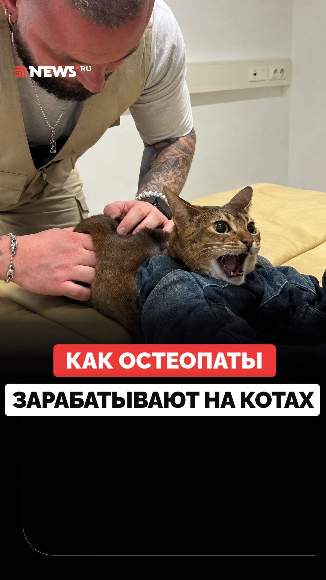 Кошачьи остеопаты зарабатывают сотни тысяч рублей на своих услугах в России