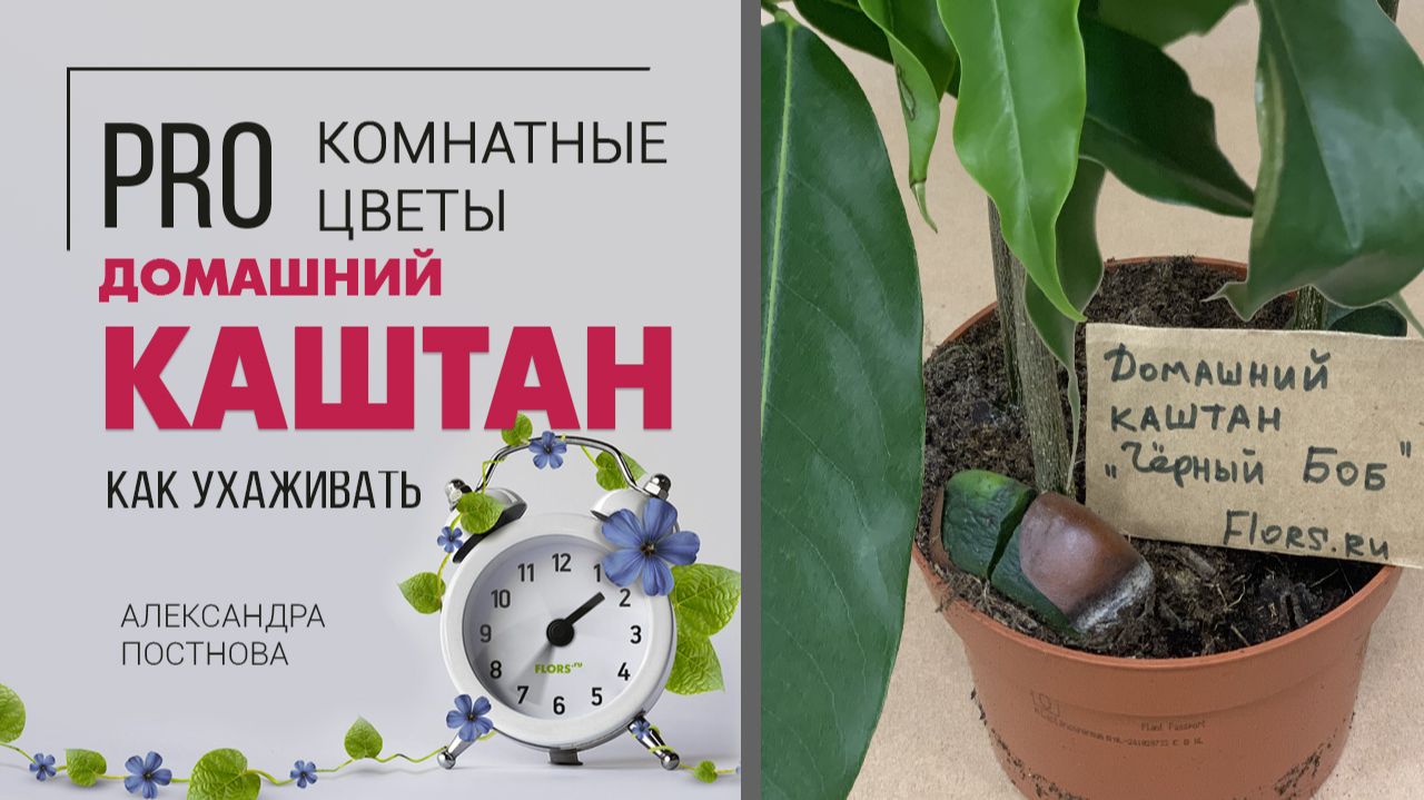 Каштан можно ли вырастить дома? Комнатное необычное растение на вашем подоконнике