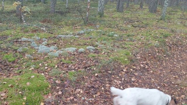 10980.mp4