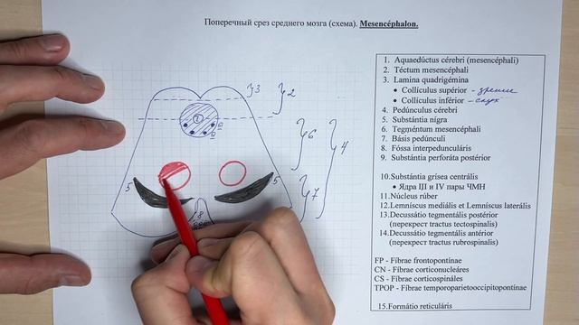 Поперечный срез среднего мозга