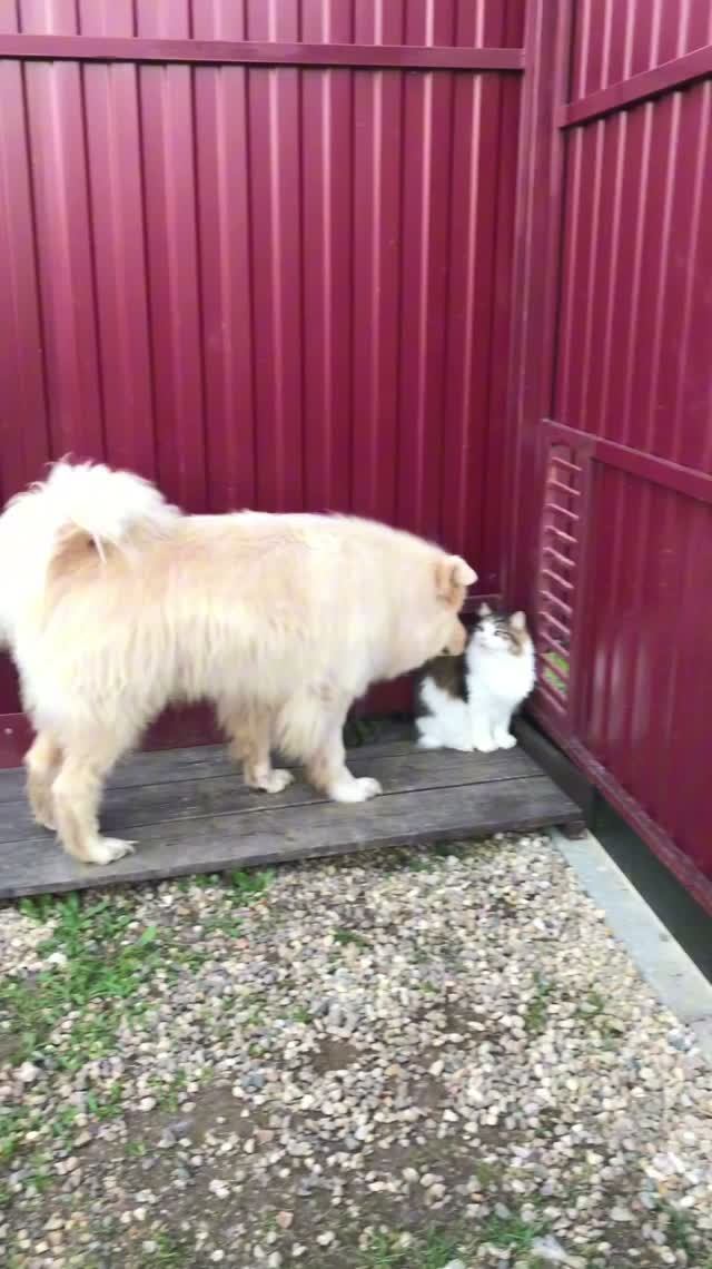 Наши котики Лисик и Масик!