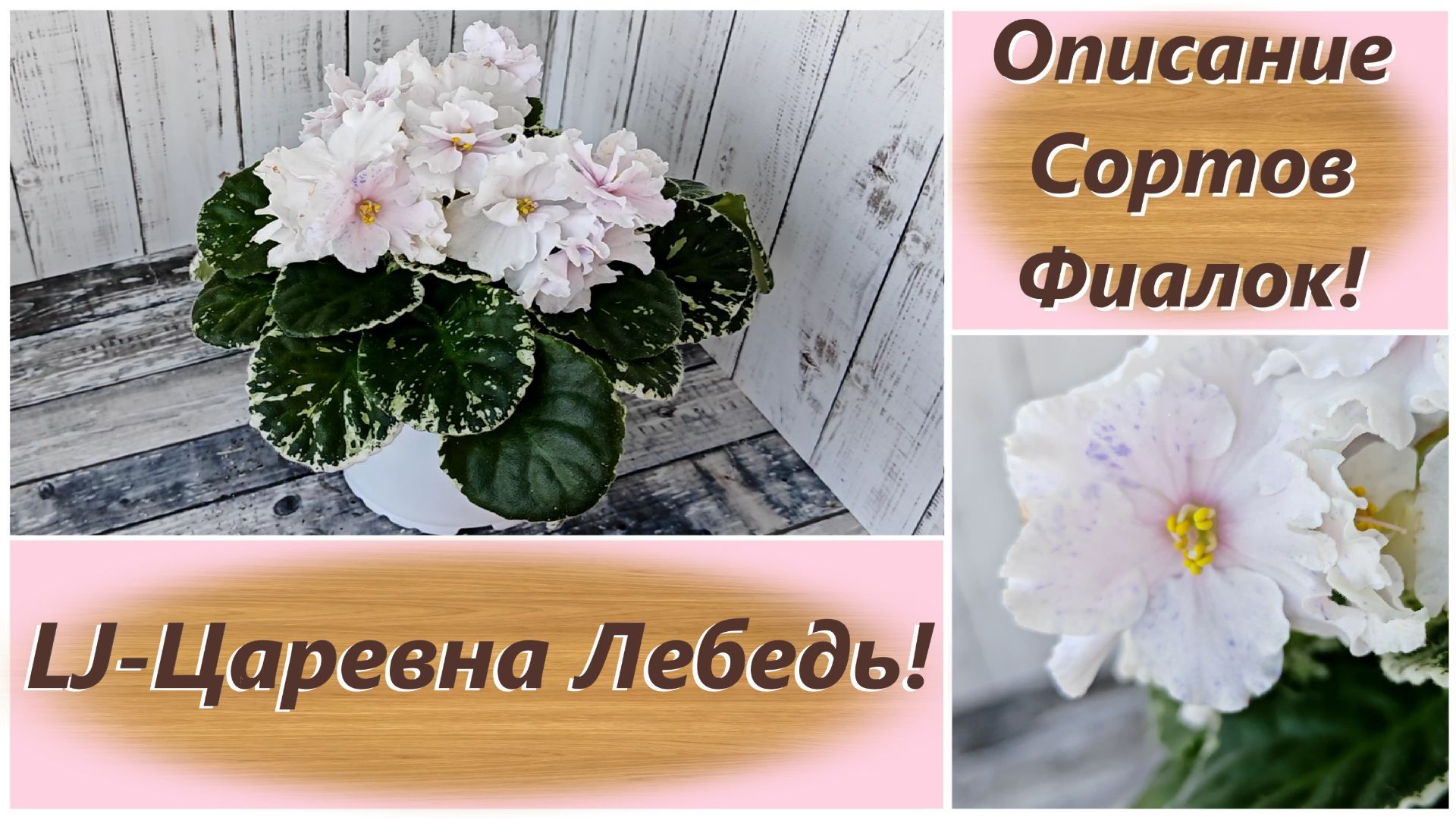 Описание Сортов Фиалок! LJ-Царевна Лебедь!
