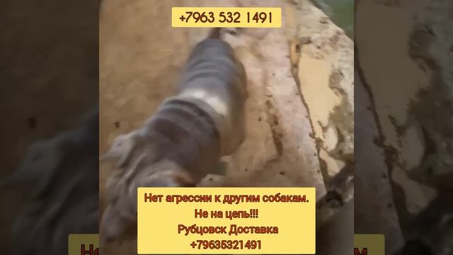 Сэм ищет семью