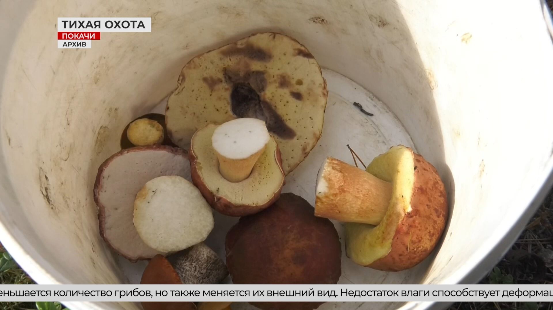 Бабье лето принесло тепло, но осложнило сбор грибов