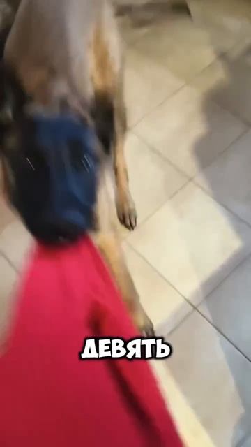 Голод дело такое ! 🤣🤣🤣