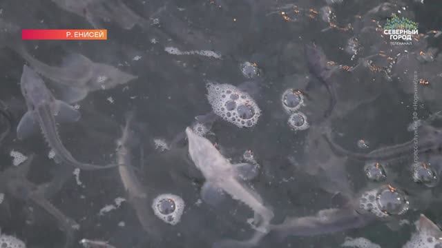 ОСЕТРОВАЯ РЕКА, ИКОРНЫЕ БЕРЕГА, 23.09.2026