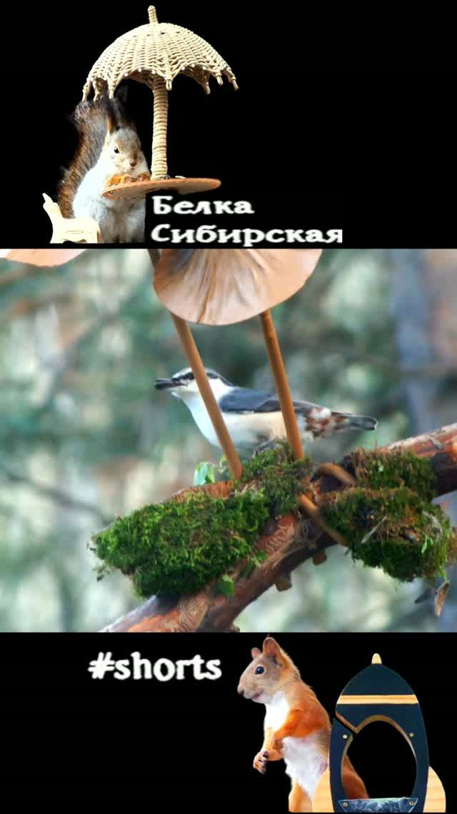 Кормушка ″Грибочки″